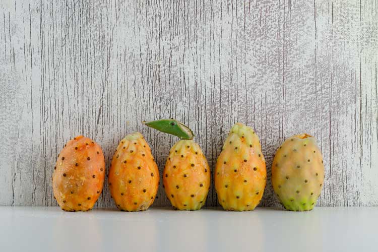 Cactusvijg