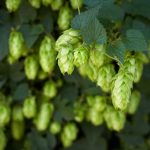 Hop