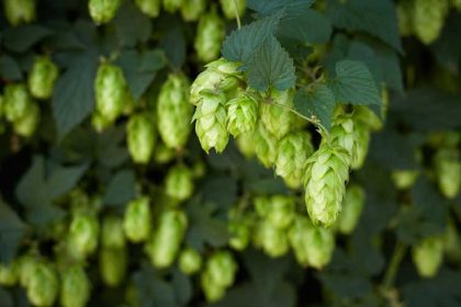 Hop