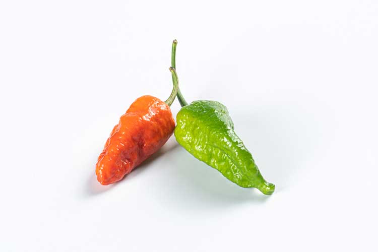 Naga jolokia