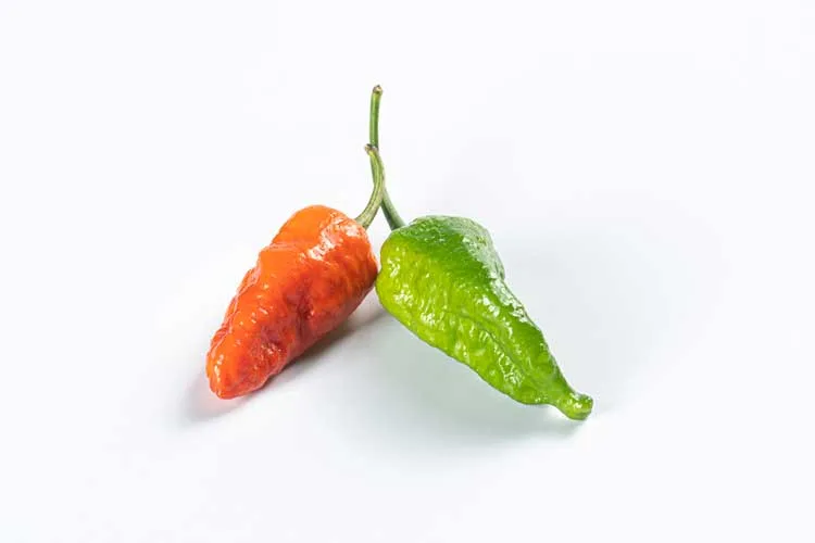 Naga jolokia
