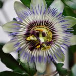 Passiebloem