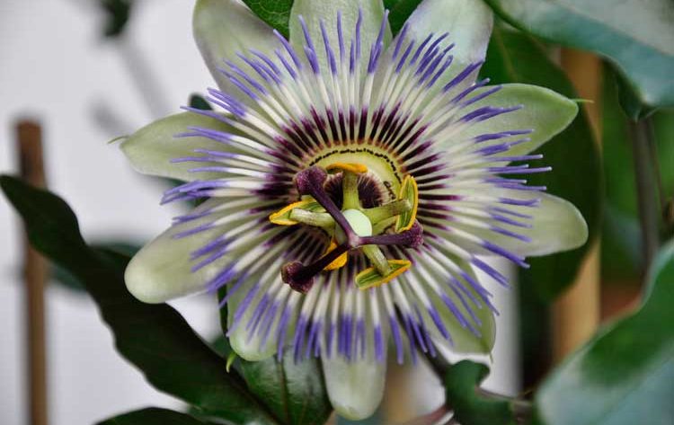 Passiebloem