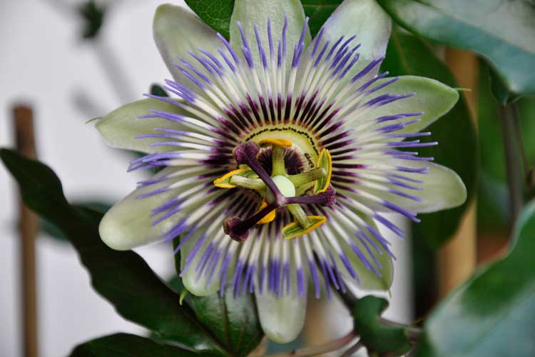 Passiebloem