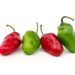 Rocoto
