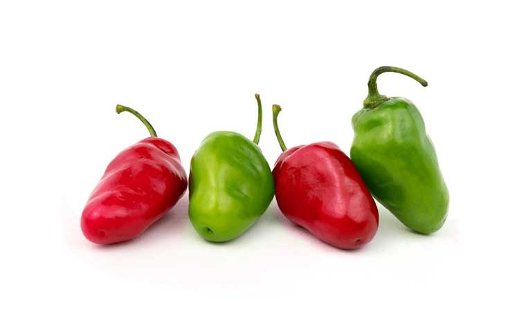Rocoto