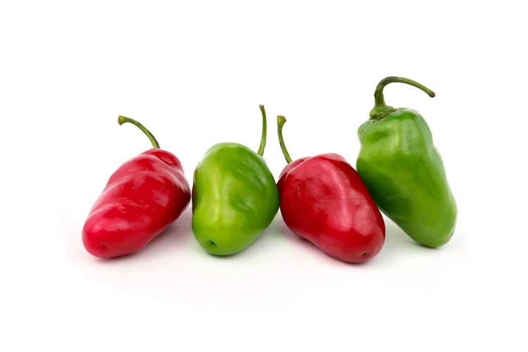 Rocoto