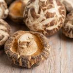 Shiitake paddenstoelen