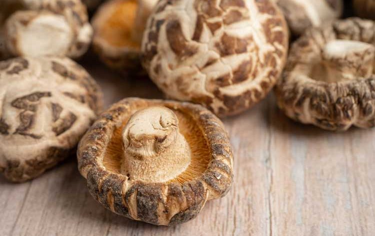 Shiitake paddenstoelen