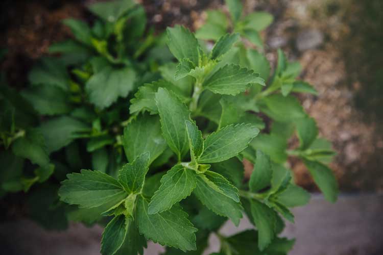 Stevia