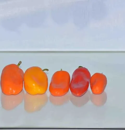 Paprika