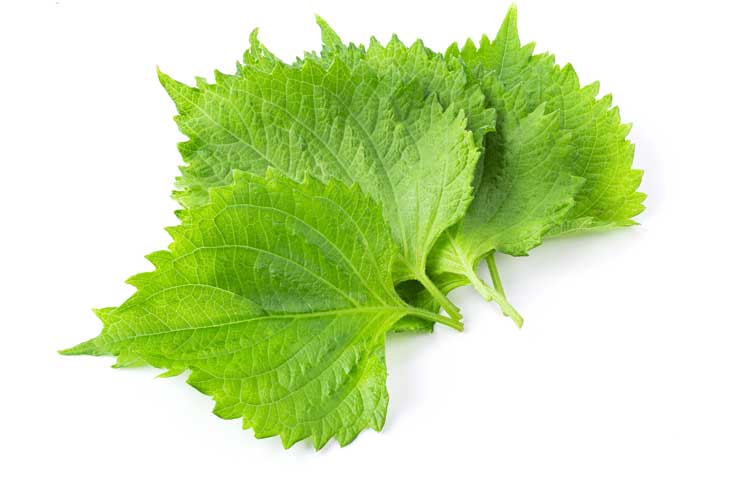 Shiso