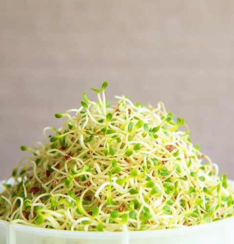 Alfalfa