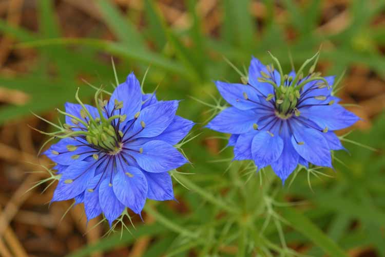 Juffertje-in-het-groen