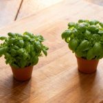 Nürnberger rostbratwurst