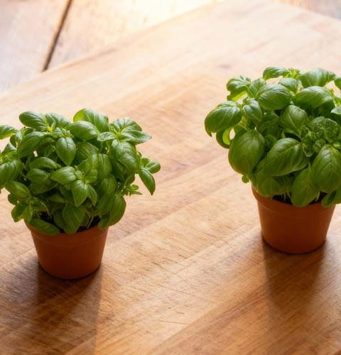 Basilicum