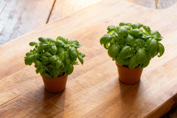 Basilicum